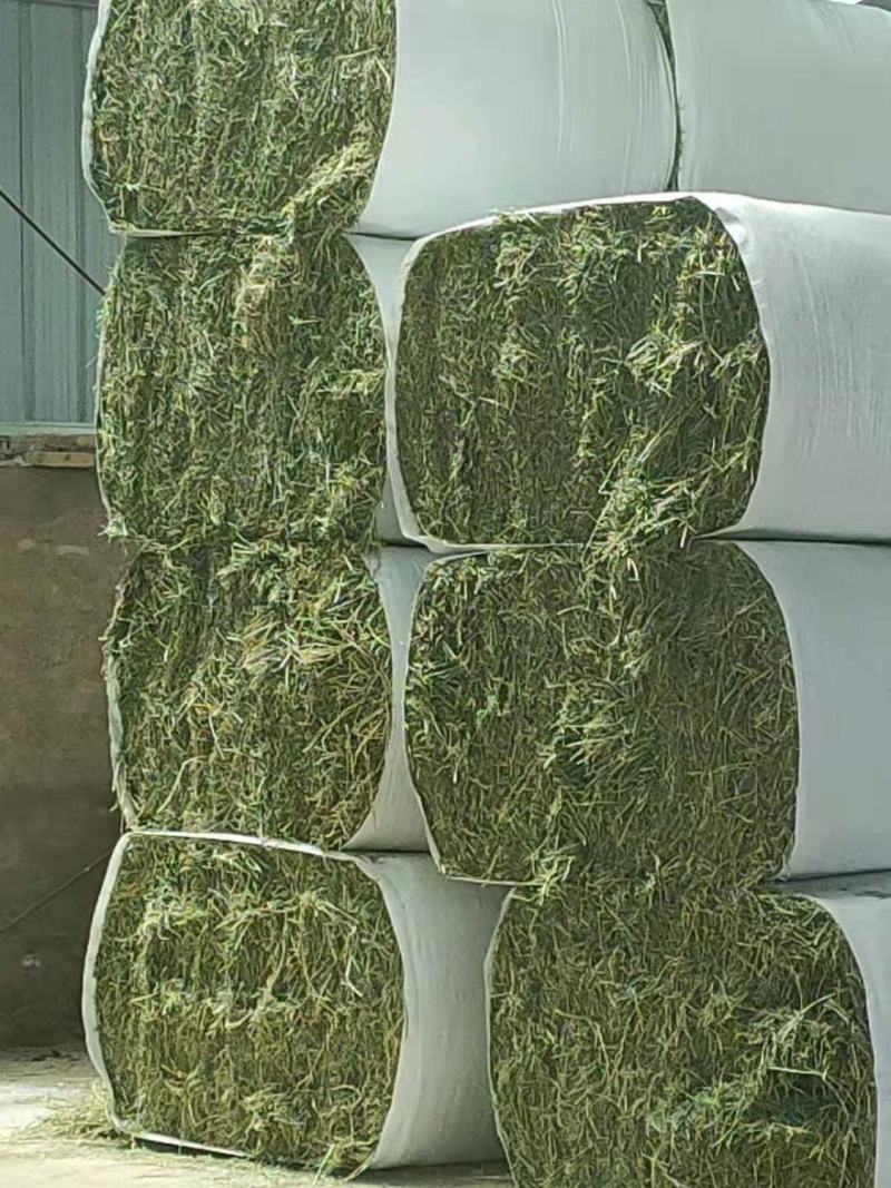 燕麦草种植甘肃优质高山燕麦草种植基地玉门胜陇源草业