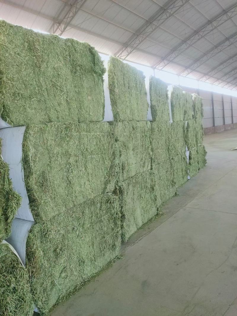 燕麦草种植甘肃优质高山燕麦草种植基地玉门胜陇源草业