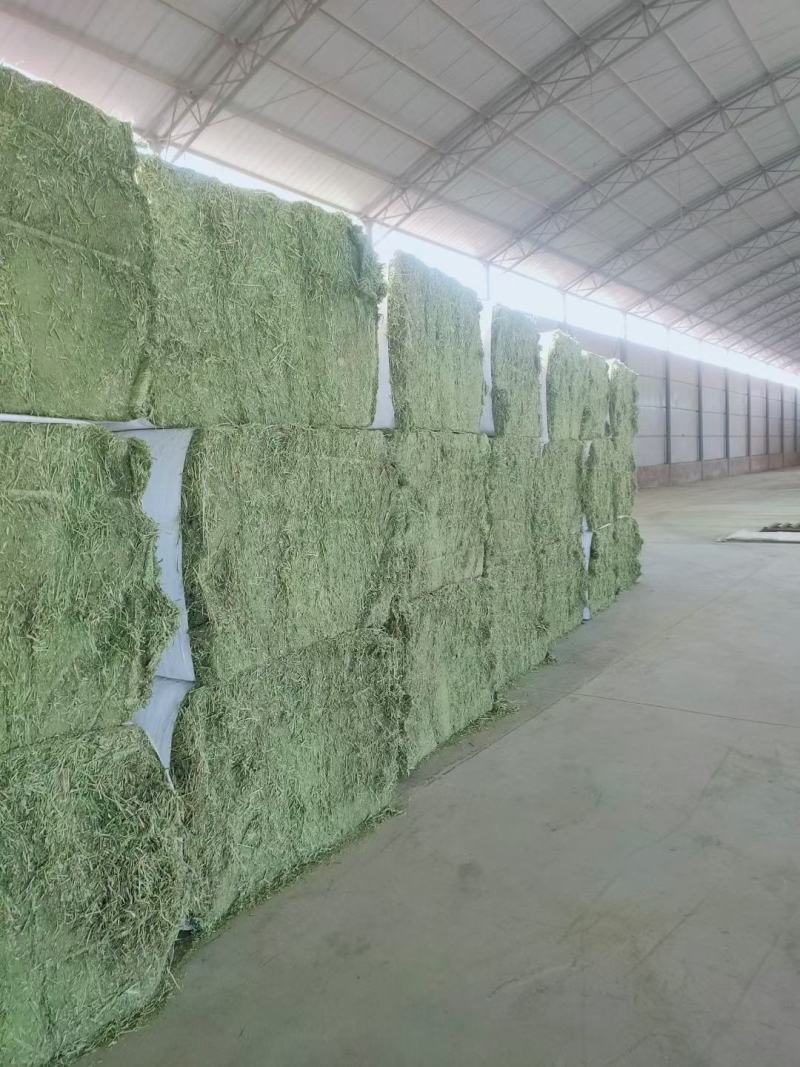 燕麦草种植甘肃优质高山燕麦草种植基地玉门胜陇源草业