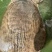 生态养殖外塘珍珠鳖美国甲鱼团鱼中华鳖黄沙鳖水鱼