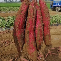 陕西省大荔县渭南板栗红薯自产自销品质有保证