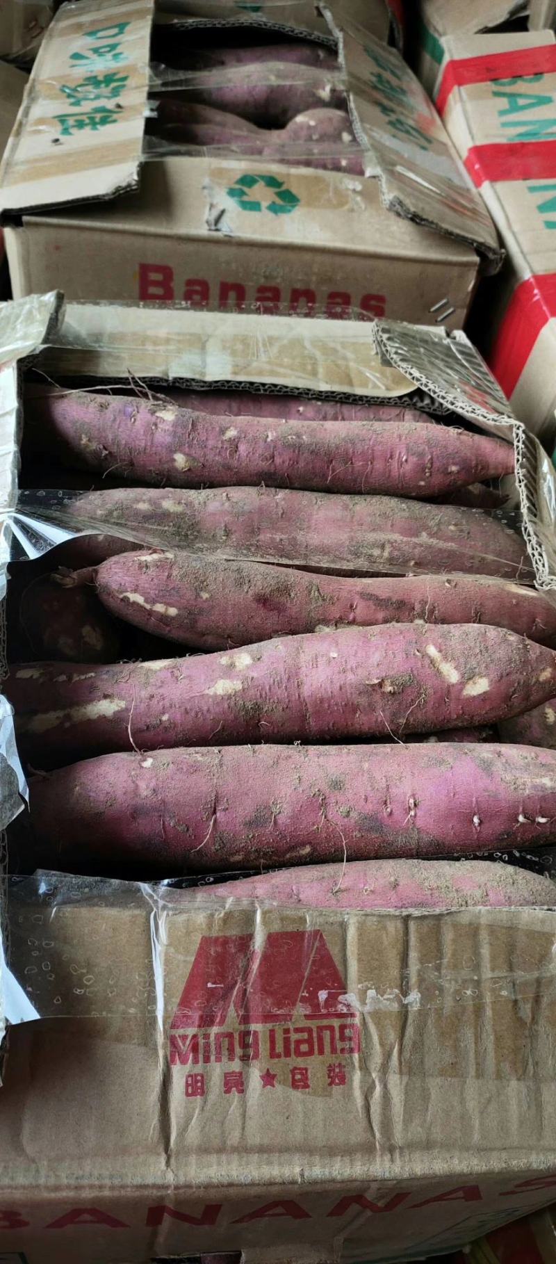 陕西省大荔县渭南板栗红薯自产自销品质有保证