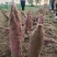 陕西省大荔县渭南板栗红薯自产自销品质有保证