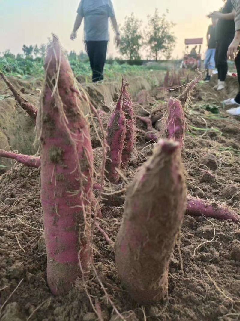 陕西省大荔县渭南板栗红薯自产自销品质有保证