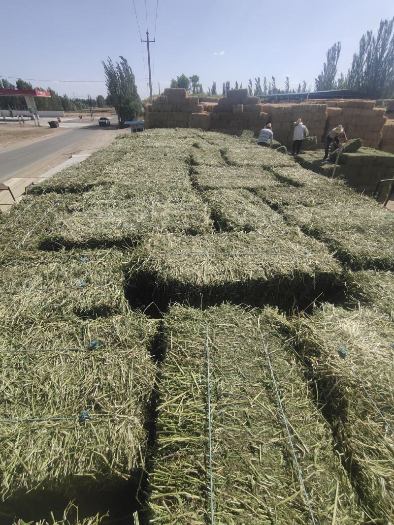 甘肃玉门头茬苜蓿草种植基地甘肃优质苜蓿草玉门优质苜蓿草