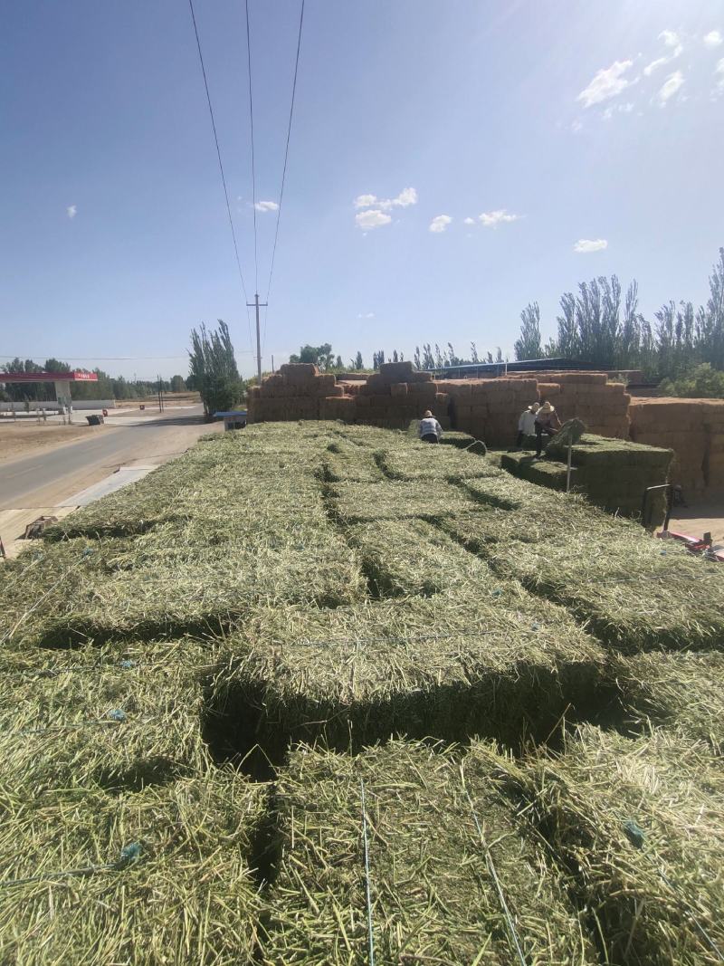 甘肃玉门头茬苜蓿草种植基地甘肃优质苜蓿草玉门优质苜蓿草