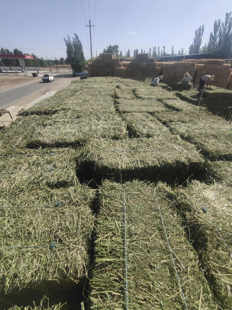 甘肃玉门头茬苜蓿草种植基地甘肃优质苜蓿草玉门优质苜蓿草