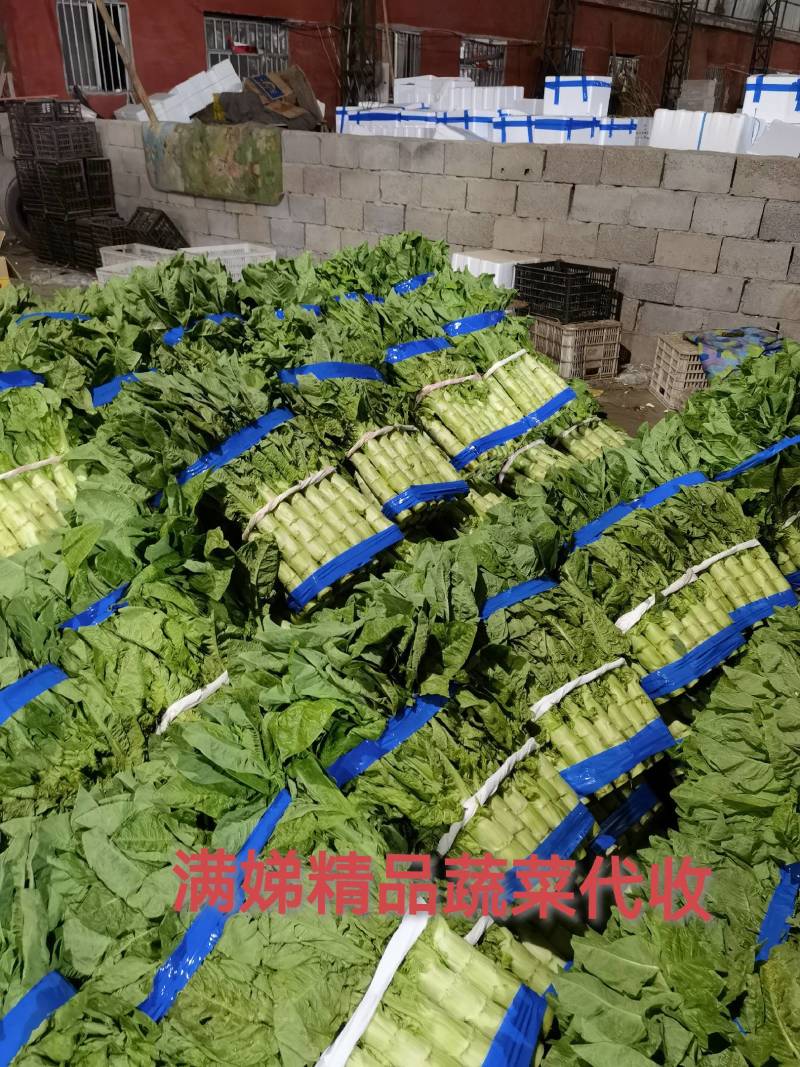 山东精品三青莴笋，无花，无苔，产地现货，一手货源，