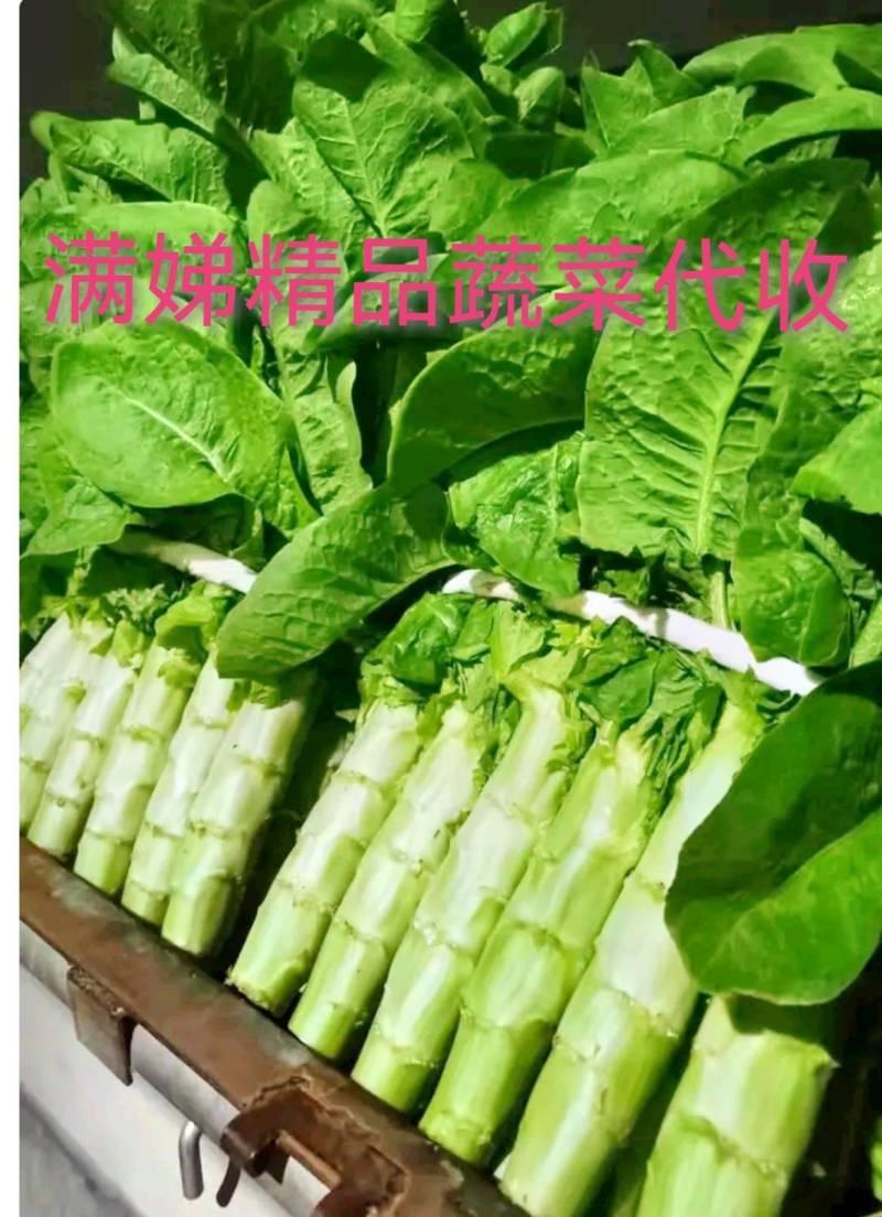 山东精品三青莴笋，无花，无苔，产地现货，一手货源，