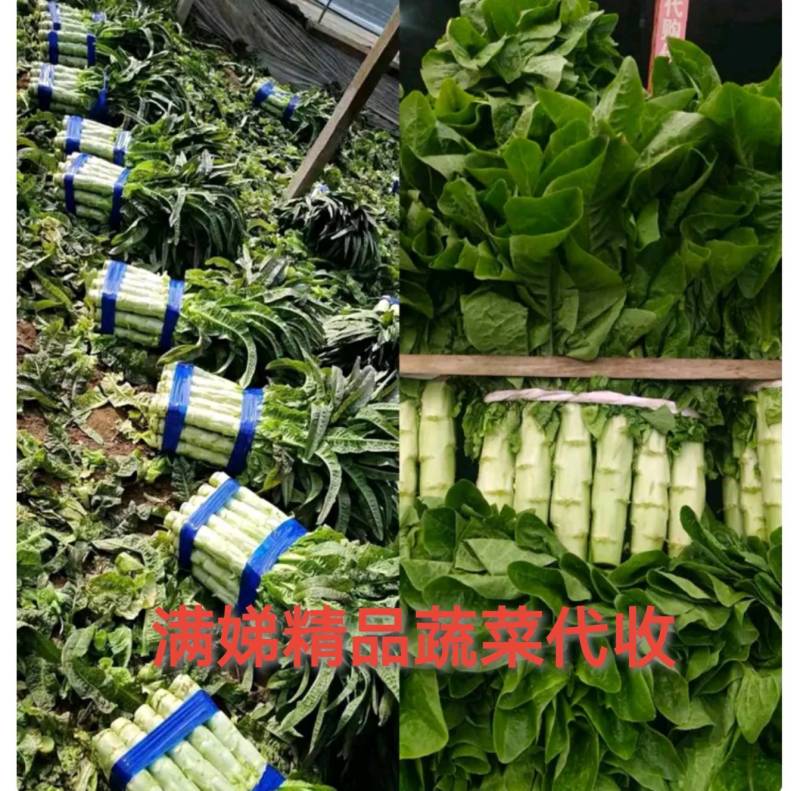 山东精品三青莴笋，无花，无苔，产地现货，一手货源，