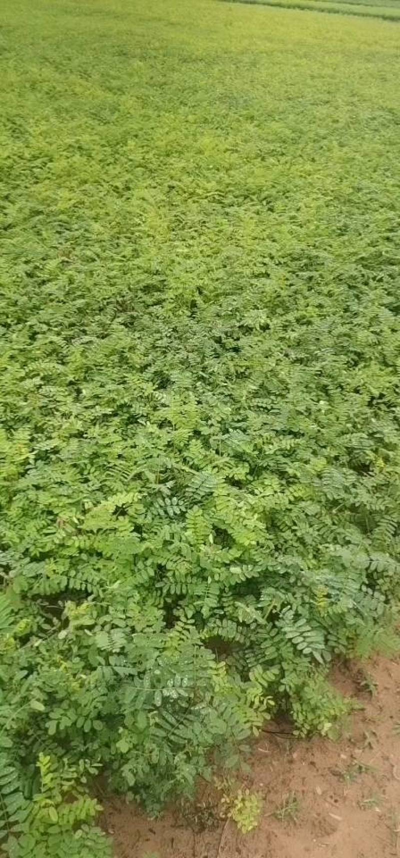 常年出售紫惠槐，规格的起全，大量出售欢迎来实地考察合作恰