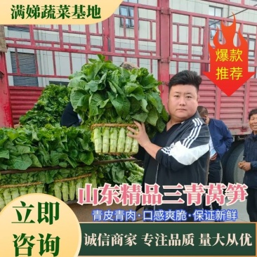 山东精品三青莴笋，无花，无苔，产地现货，一手货源，