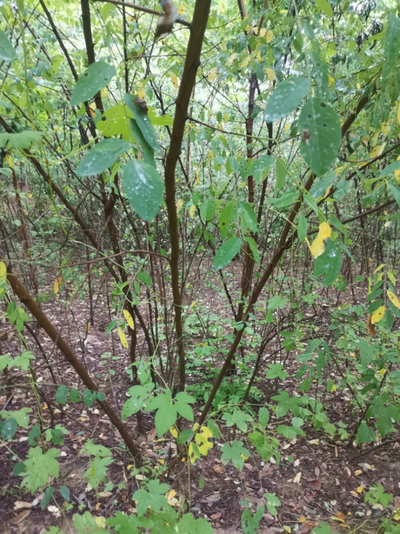 常年出售紫惠槐，规格的起全，大量出售欢迎来实地考察合作恰