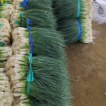 【实力推荐】广西柳州市小葱大量上市小香葱一手货源稳定供应