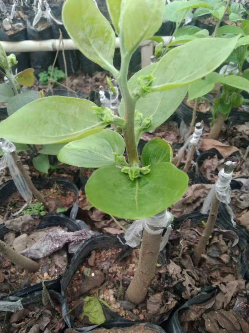 大秋甜柿杯苗，地苗，野生鸟柿占木