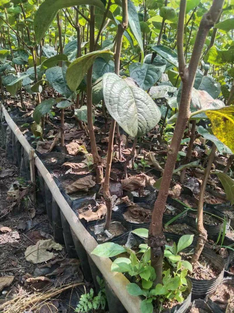 大秋甜柿杯苗，地苗，野生鸟柿占木