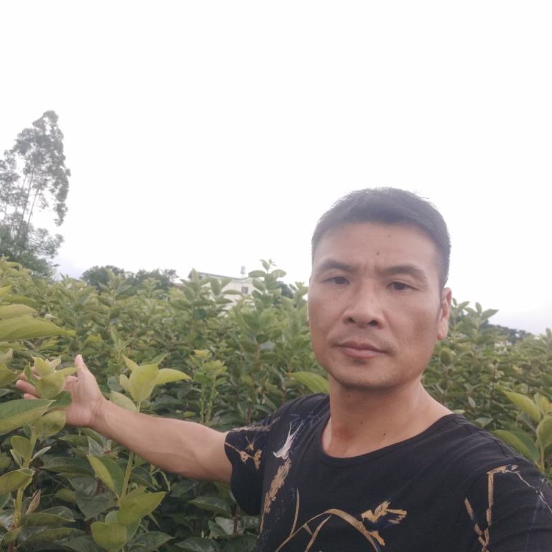 大秋甜柿杯苗，地苗，野生鸟柿占木