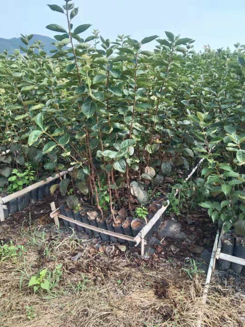 大秋甜柿杯苗，地苗，野生鸟柿占木
