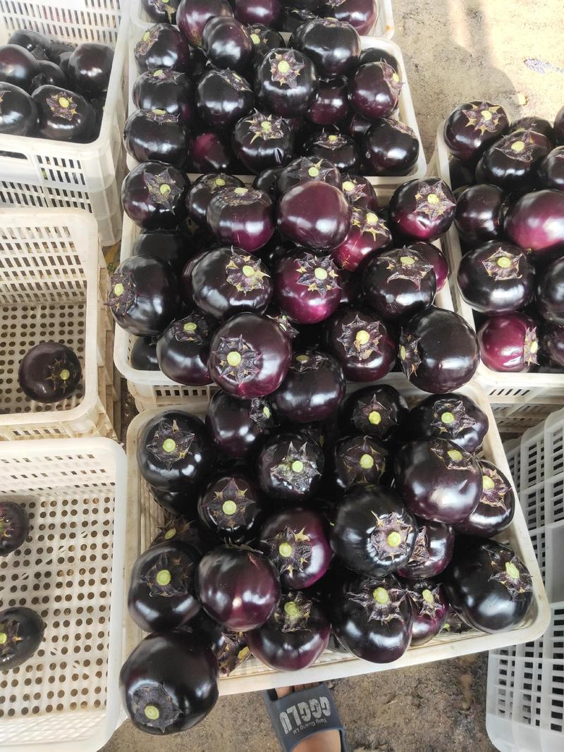 青州紫光圆茄大量上市，弓棚新腕，产地直销。