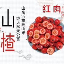 早熟红肉大金星山楂