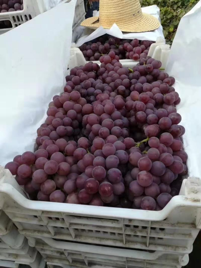 巨峰葡萄含糖量高纯甜无酸口产地一手货源大量现货