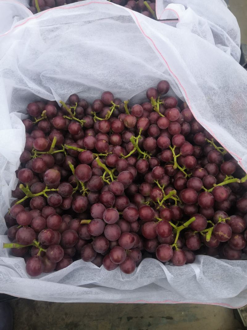 巨峰葡萄含糖量高纯甜无酸口产地一手货源大量现货