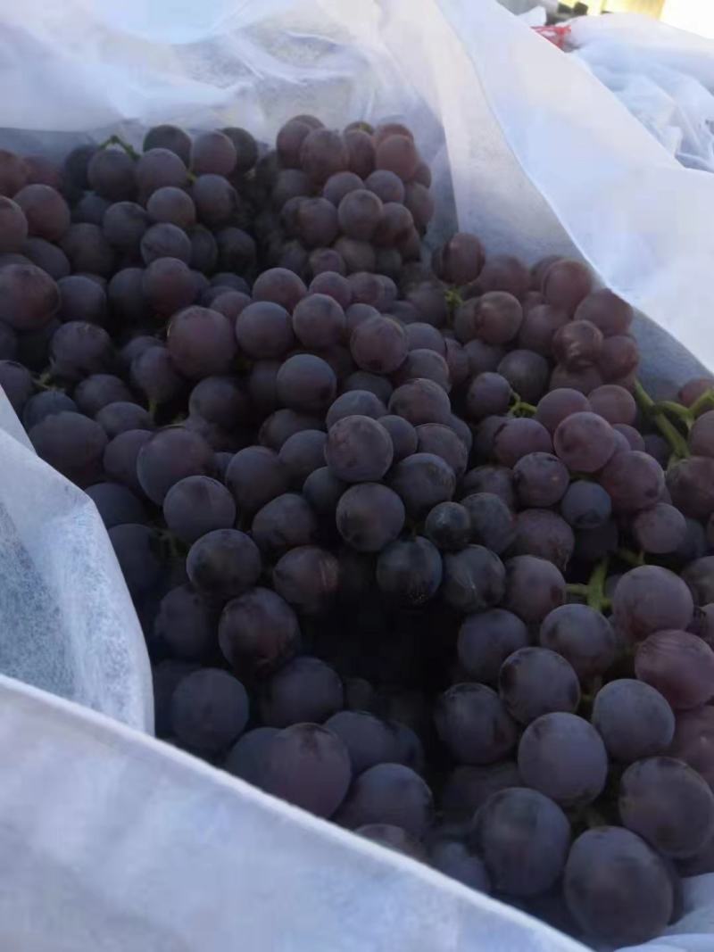 巨峰葡萄含糖量高纯甜无酸口产地一手货源大量现货