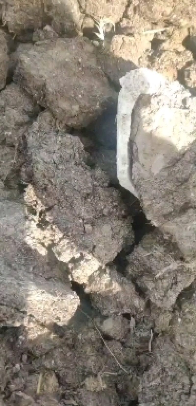 发酵，粉碎的有机肥，散装直接可以用洒肥机！