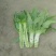 河北蔬菜原产地青皮青肉尖叶圆莴笋以大量上市，正在包地中