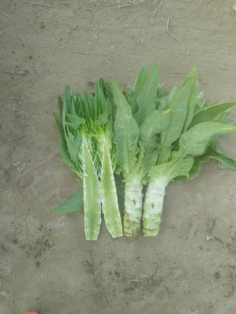 河北蔬菜原产地青皮青肉尖叶圆莴笋以大量上市，正在包地中