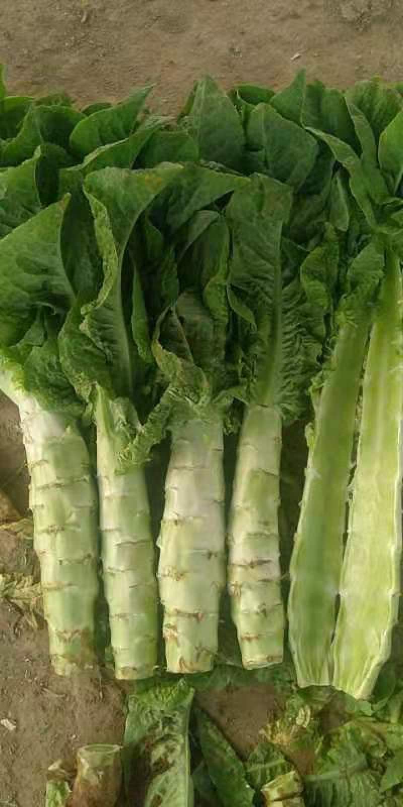 河北蔬菜原产地青皮青肉尖叶圆莴笋以大量上市，正在包地中