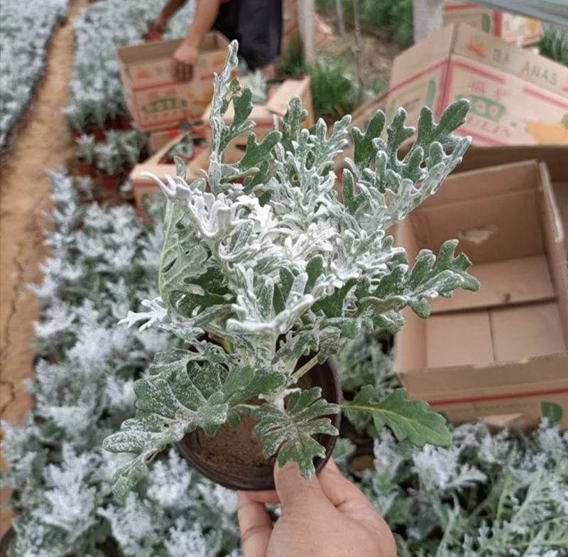 银叶菊