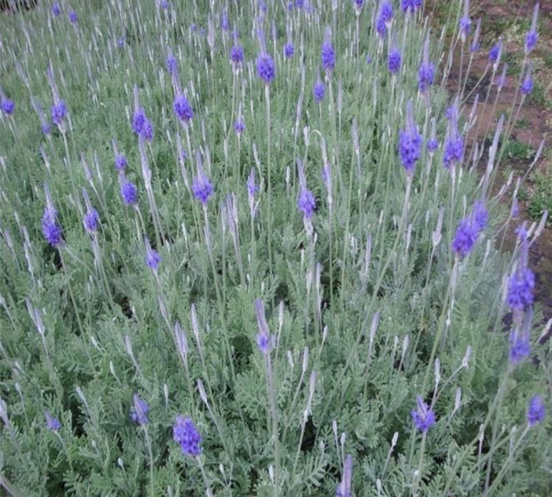 熏衣草花海打造