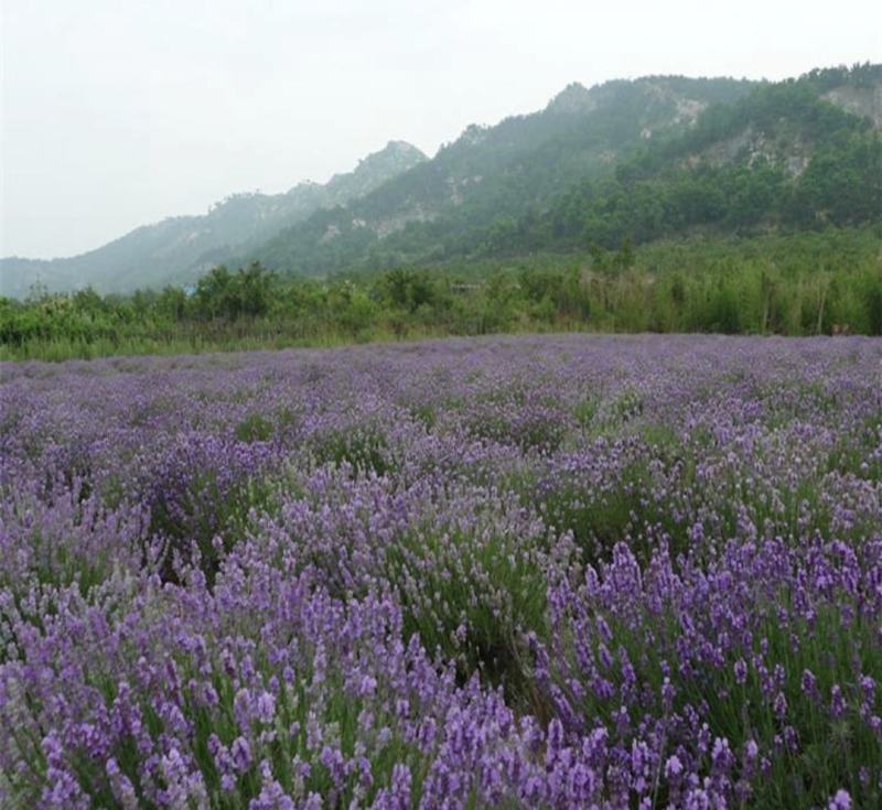 熏衣草花海打造