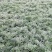 熏衣草花海打造