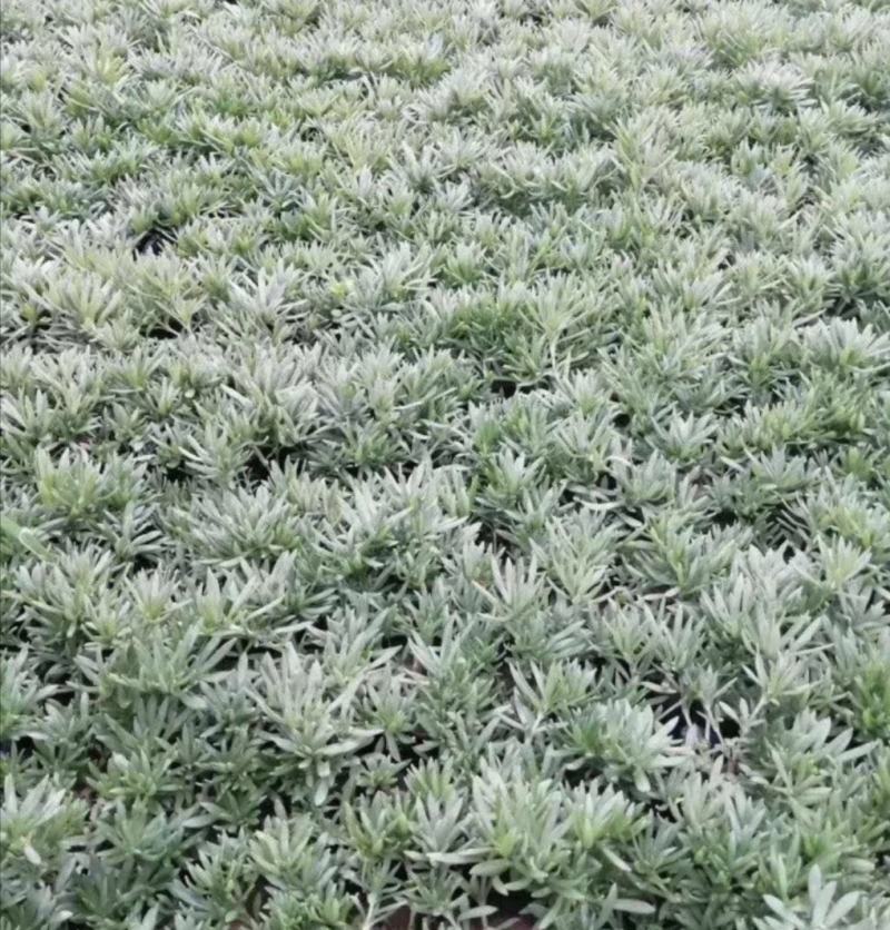 熏衣草花海打造