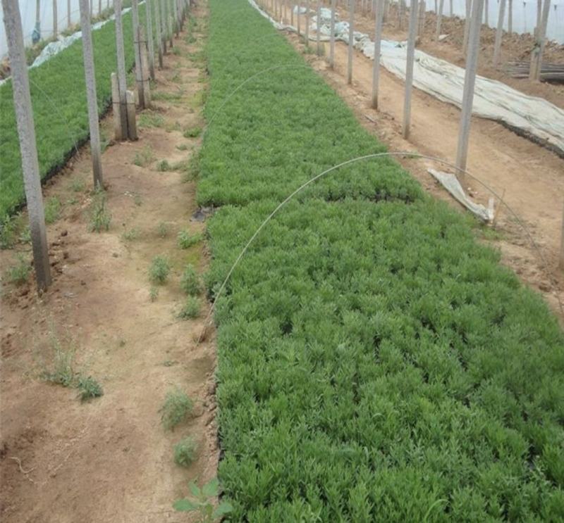 熏衣草花海打造
