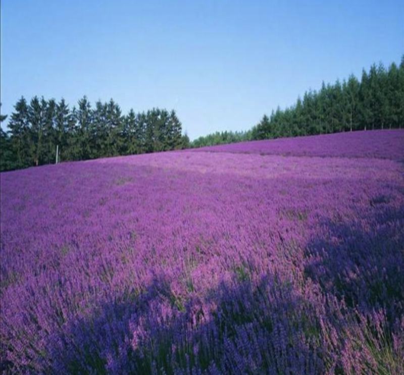 熏衣草花海打造