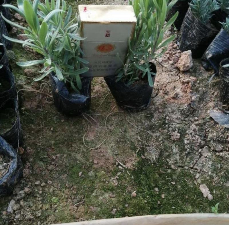 熏衣草花海打造
