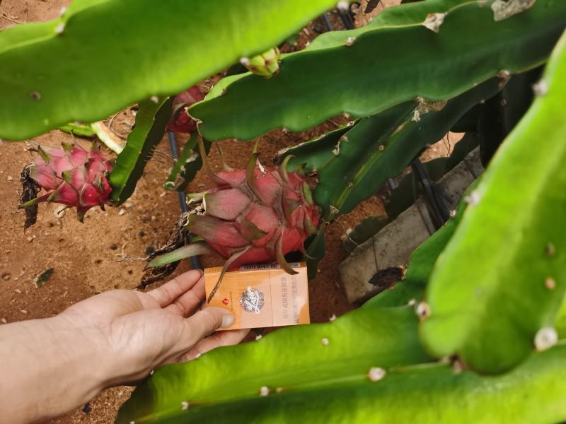 金都一号红心火龙果，直接对接产地，全国接单，可视频看货