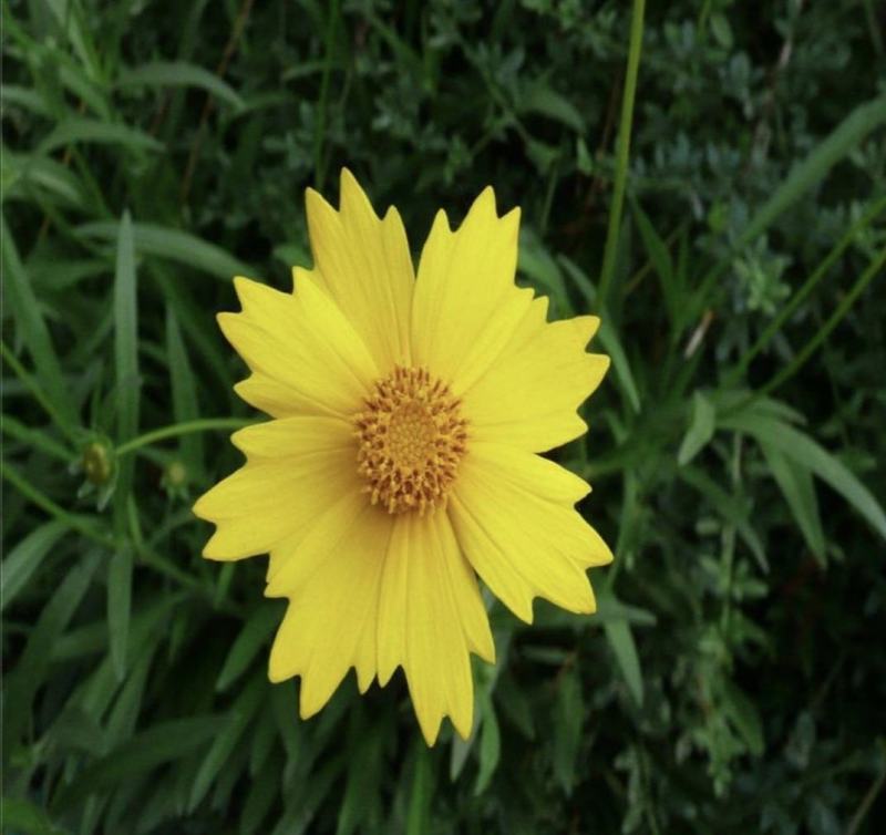 大花金鸡菊