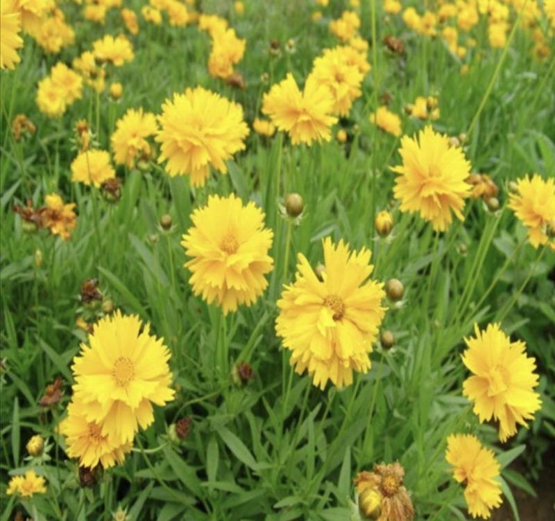 大花金鸡菊