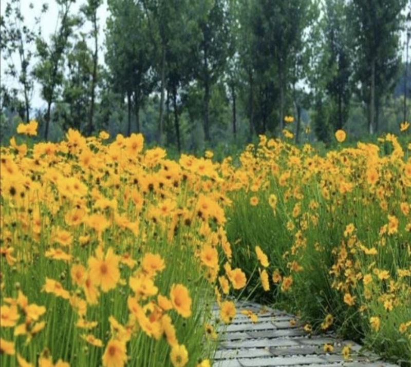 大花金鸡菊