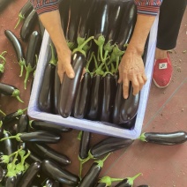 诚信经营寿光工棚布利塔绿把长茄支持视频看货