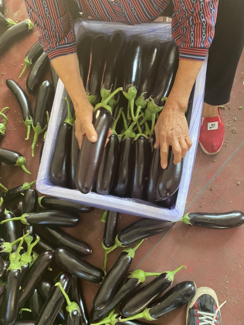 诚信经营寿光工棚布利塔绿把长茄支持视频看货