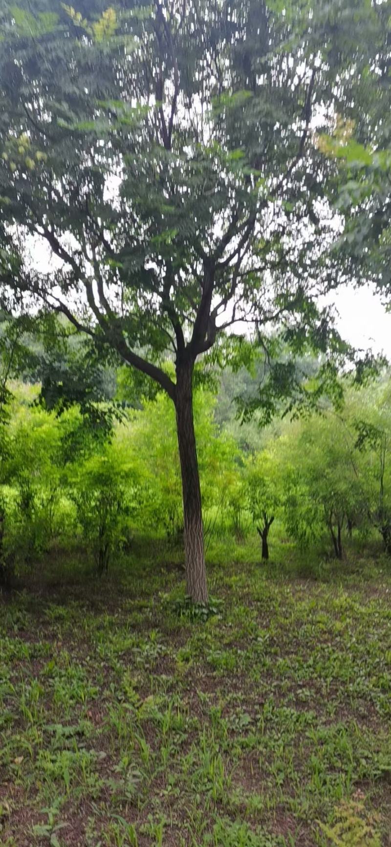 栾树精品树苗各种规格成活率高苗圃直发欢迎来电订购