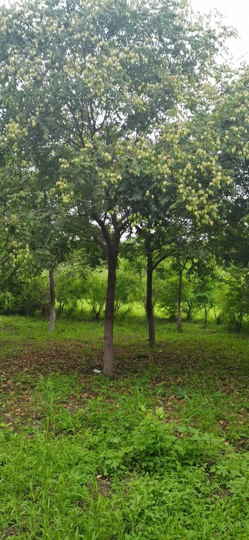 栾树精品树苗各种规格成活率高苗圃直发欢迎来电订购