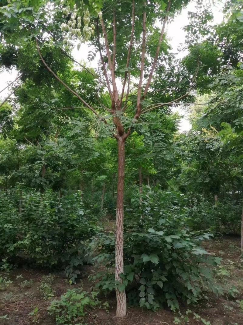 栾树精品树苗各种规格成活率高苗圃直发欢迎来电订购