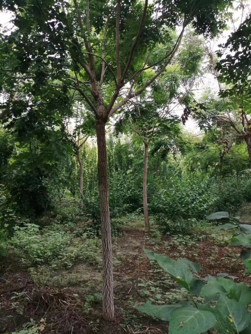 栾树精品树苗各种规格成活率高苗圃直发欢迎来电订购