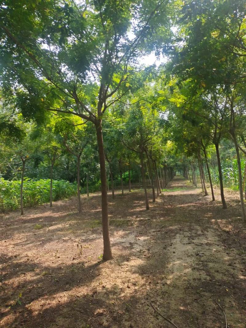 栾树精品树苗各种规格成活率高苗圃直发欢迎来电订购